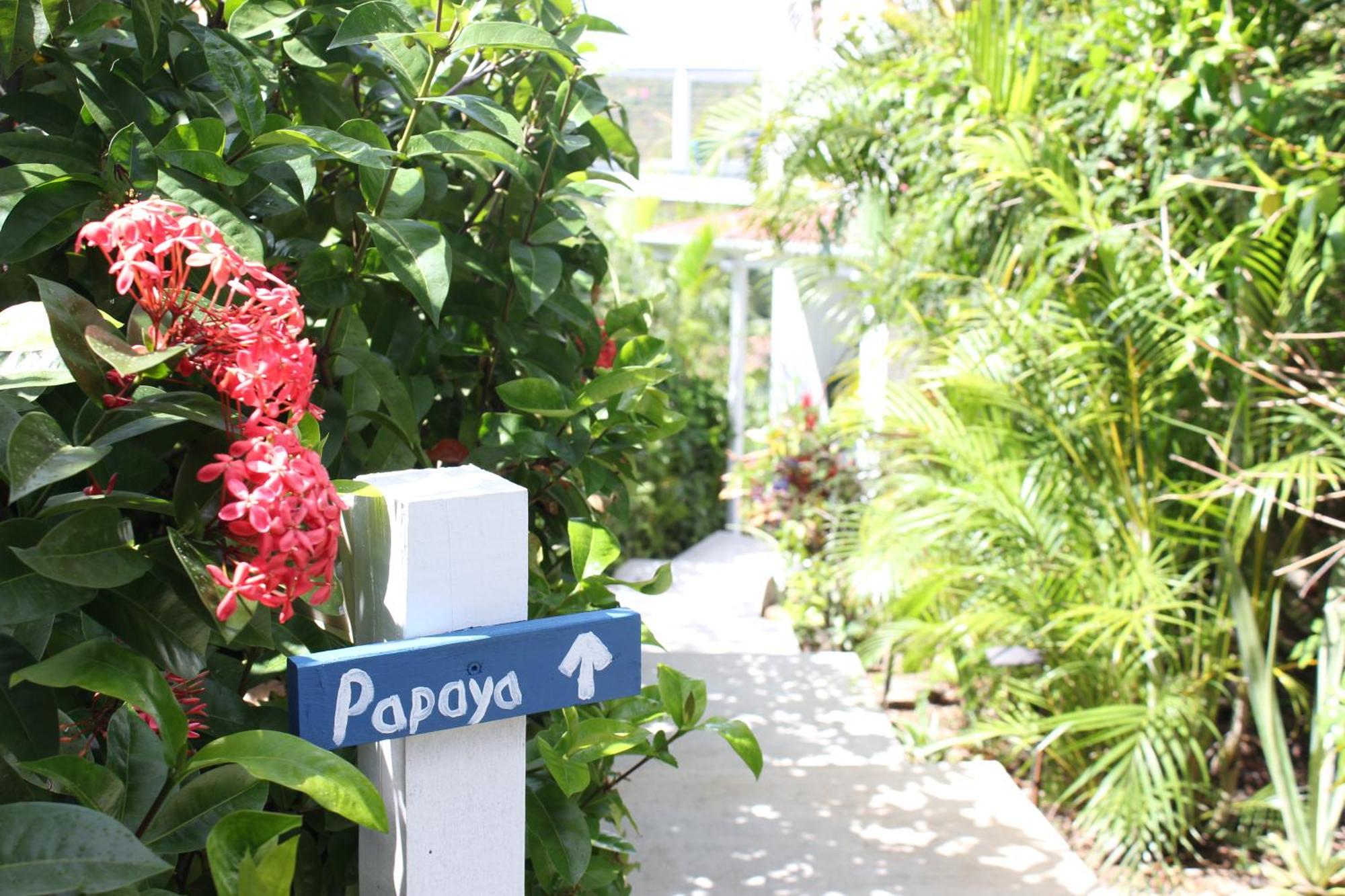 Cruz Bay Papaya Suite At Sunset Serenade מראה חיצוני תמונה